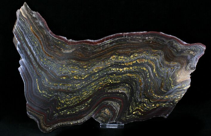 Gorgeous Tiger Iron Stromatolite - ( Billion Years) #22496